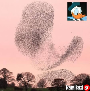 Οι πιο εντυπωσιακοί σχηματισμοί στον ουρανό...φτιαγμένοι από πουλιά!!! (pics) - Φωτογραφία 1