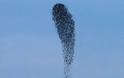 Οι πιο εντυπωσιακοί σχηματισμοί στον ουρανό...φτιαγμένοι από πουλιά!!! (pics) - Φωτογραφία 7