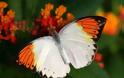 Η πεταλούδα με τα δηλητηριώδη φτερά