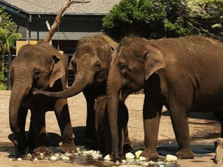 Μια υπάλληλος Ζωολογικού Κήπου στην Αυστραλία πήγε στην εντατική, έπειτα από επίθεση ελέφαντα - Φωτογραφία 1
