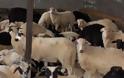 Σωρεία παραβάσεων κτηνοτρόφου στο Ηράκλειο - Τι βρήκαν οι αστυνομικοί στο ποιμνιοστάσιο