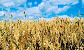 Η Ουκρανία θα απαγορεύσει τις εξαγωγές σιτηρών - Φωτογραφία 1