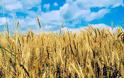Η Ουκρανία θα απαγορεύσει τις εξαγωγές σιτηρών
