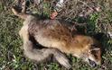 Αλεπού με λύσσα εντοπίστηκε στην Κοζάνη μετά από 25 χρόνια