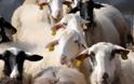 Ηράκλειο: Καβάτζα στα… πρόβατα