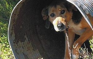 Χανιά: Αποφασισμένοι να βάλουν τέλος στα μαρτύρια των «βαρελόσκυλων» - Φωτογραφία 1