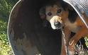 Χανιά: Αποφασισμένοι να βάλουν τέλος στα μαρτύρια των «βαρελόσκυλων»