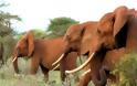 Οι κόκκινοι ελέφαντες της Κένυας - Φωτογραφία 2