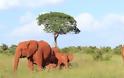 Οι κόκκινοι ελέφαντες της Κένυας - Φωτογραφία 3