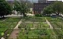 Αναπτύσσεται η αστική γεωργία. Κήποι σε αυλές και μπαλκόνια