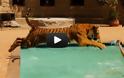 Κολυμπώντας με μία τίγρη [Video]