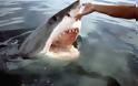 Ο άνθρωπος που… υπνωτίζει τους καρχαρίες [video] - Φωτογραφία 2