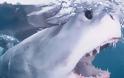Ο άνθρωπος που… υπνωτίζει τους καρχαρίες [video] - Φωτογραφία 3