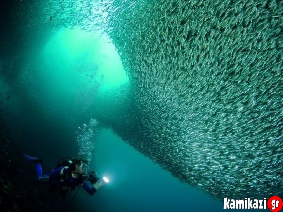 To μεγαλύτερο πλήθος από ψάρια που φωτογραφήθηκε ποτέ!!! (pics) - Φωτογραφία 3