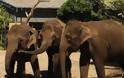 Απέλυσαν υπαλληλους ζωολογικού κήπου επειδή χτυπούσαν ελέφαντα