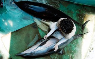 Αγωνία για τα δύο δελφίνια (ΦΩΤΟ) - Φωτογραφία 1