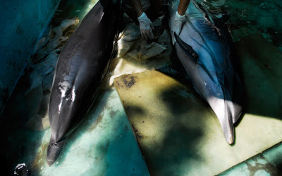 Αγωνία για τα δύο δελφίνια (ΦΩΤΟ) - Φωτογραφία 2