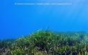 «Εισβολείς» στη θάλασσα - Δεκάδες ξενικά είδη «χτυπούν» στο Κρητικό Πέλαγος - Φωτογραφία 2