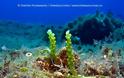«Εισβολείς» στη θάλασσα - Δεκάδες ξενικά είδη «χτυπούν» στο Κρητικό Πέλαγος - Φωτογραφία 3
