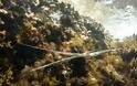 «Εισβολείς» στη θάλασσα - Δεκάδες ξενικά είδη «χτυπούν» στο Κρητικό Πέλαγος - Φωτογραφία 4