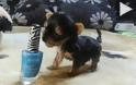 VIDEO: Σκυλάκι στο… μέγεθος ενός μανό!