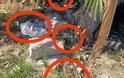 Μεσολόγγι: Το οικόπεδο που φυτρώνουν τσάντες! - Δείτε φωτό - Φωτογραφία 1