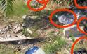Μεσολόγγι: Το οικόπεδο που φυτρώνουν τσάντες! - Δείτε φωτό - Φωτογραφία 2