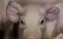 Λάρισα: 50χρονος έκλεψε… γουρούνι στην Αγιά!