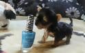 Ο μικρότερος σκύλος στον κόσμο (Video)