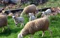 Εξοργισμένοι οι κτηνοτρόφοι για το «μπλόκο» στις επιδοτήσεις