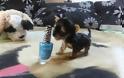Ο μικρότερος σκύλος στον κόσμο [video]
