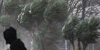 Οι θυελλώδεις άνεμοι ρίχνουν και δέντρα - Φωτογραφία 1
