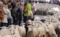 Χιλιάδες πρόβατα... παρήλασαν στους δρόμους της Μαδρίτης