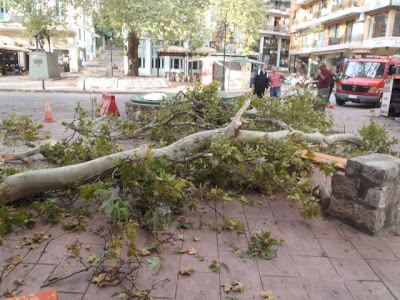 Λαμία: Έβρεξε...πλατάνια στη πλ.Λαού! - Φωτογραφία 2