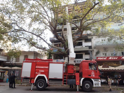 Λαμία: Έβρεξε...πλατάνια στη πλ.Λαού! - Φωτογραφία 3