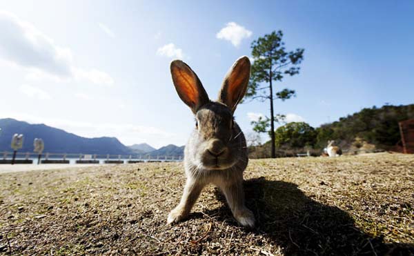 Okunoshima: Το «νησί των κουνελιών»! - Φωτογραφία 1