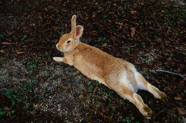 Okunoshima: Το «νησί των κουνελιών»! - Φωτογραφία 6