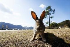 Okunoshima: Το «νησί των κουνελιών»!