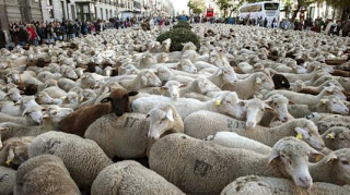 Χιλιάδες πρόβατα πλημμύρισαν τη Μαδρίτη - Φωτογραφία 1