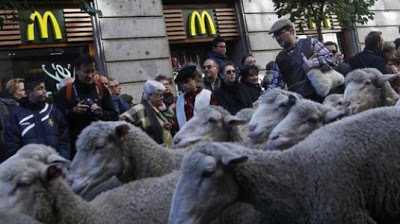 Χιλιάδες πρόβατα πλημμύρισαν τη Μαδρίτη - Φωτογραφία 3