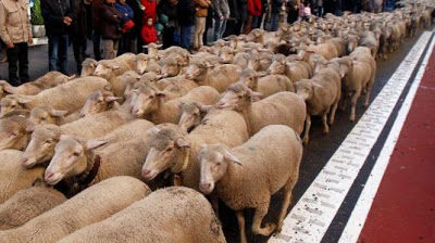 Χιλιάδες πρόβατα πλημμύρισαν τη Μαδρίτη - Φωτογραφία 5