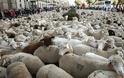 Χιλιάδες πρόβατα πλημμύρισαν τη Μαδρίτη - Φωτογραφία 1
