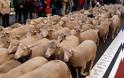 Χιλιάδες πρόβατα πλημμύρισαν τη Μαδρίτη - Φωτογραφία 5