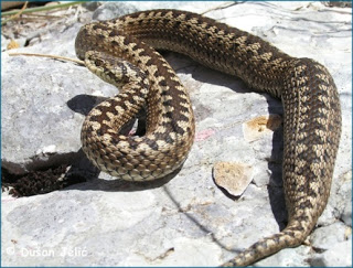 Βρήκαν 11 επικίνδυνα φίδια μέσα στο The Mall Athens και τα κατέσχεσαν! - Φωτογραφία 1