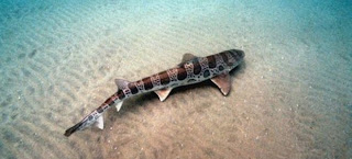 Καρχαρίας βρέθηκε σε.. γήπεδο του γκολφ, 8 χλμ μακριά από τη θάλασσα - Φωτογραφία 1