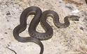 Απίστευτο: 11 επικίνδυνα φίδια βρήκαν μέσα στο The Mall Athens και τα κατέσχεσαν!