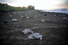 COSTA RICA - Κλέφτες ΖΩΗΣ
