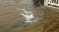 ΔΕΙΤΕ: Καρχαρίες στους πλημμυρισμένους δρόμους του Nιου Τζέρσει - Φωτογραφία 1