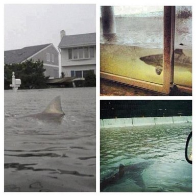 ΔΕΙΤΕ: Καρχαρίες στους πλημμυρισμένους δρόμους του Nιου Τζέρσει - Φωτογραφία 2