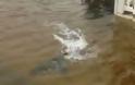 ΔΕΙΤΕ: Καρχαρίες στους πλημμυρισμένους δρόμους του Nιου Τζέρσει